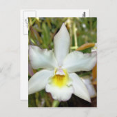 Orchid Eight Postkarte (Vorne/Hinten)