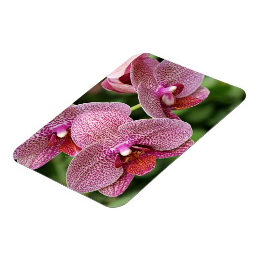 Orchid Flexible Magnet (Linke Seite)