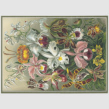 Orchid Floral Ernst Haeckel Decoupage