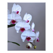 Orchid Fotodruck (Vorne)