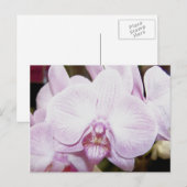 Orchid Four Postcard Postkarte (Vorne/Hinten)