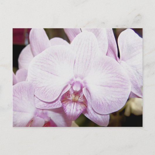 Orchid Four Postcard Postkarte (Vorderseite)
