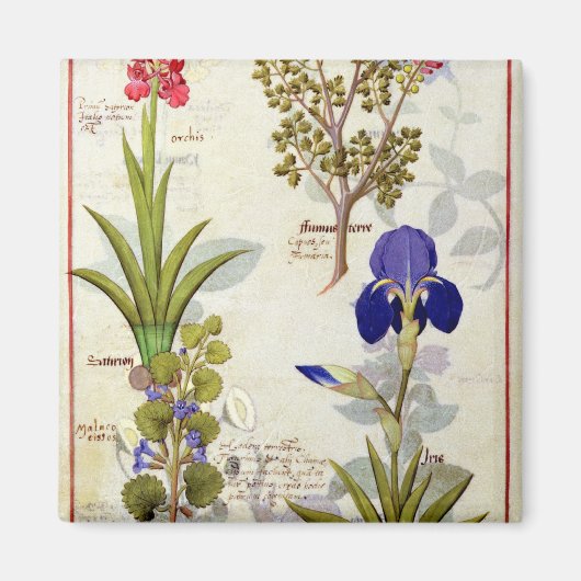 Orchid & Fumitory oder Blutung Herzherz & Iris Magnet (Vorne)
