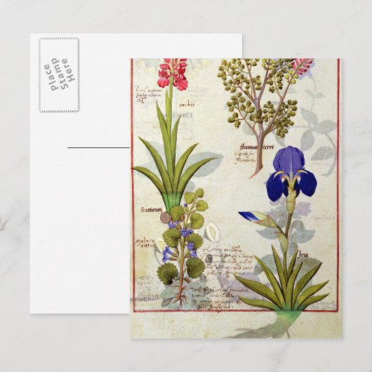 Orchid & Fumitory oder Blutung Herzherz & Iris Postkarte (Vorne/Hinten)