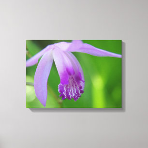 Orchid für dich! leinwanddruck