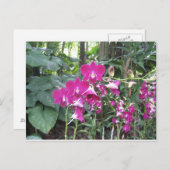 Orchid Garden, Singapur Postkarte (Vorne/Hinten)