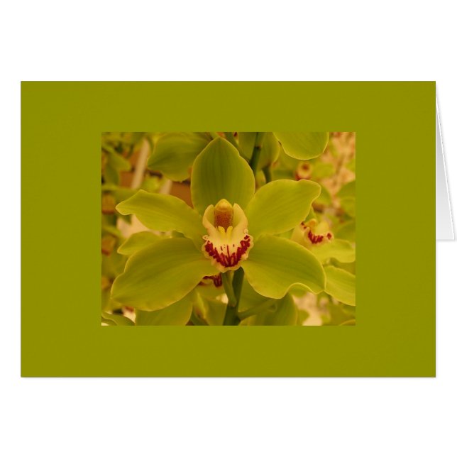 Orchid Green Cymbidium (Vorderseite (Horizontal))