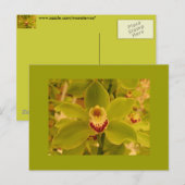 Orchid Green Cymbidium Postkarte (Vorne/Hinten)