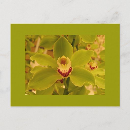Orchid Green Cymbidium Postkarte (Vorderseite)