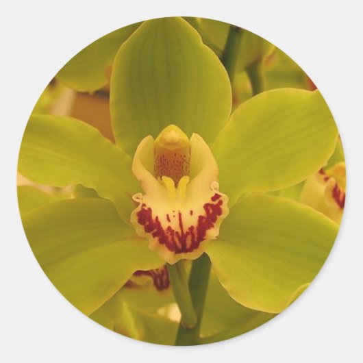 Orchid Green Cymbidium Runder Aufkleber (Vorderseite)