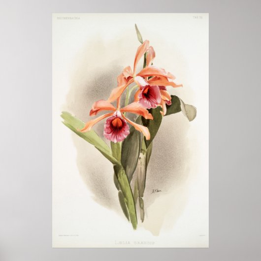 Orchid Illustriert Poster (Vorne)