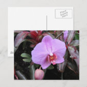Orchid im Garten Postkarte (Vorne/Hinten)