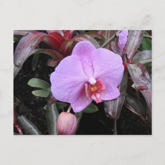 Orchid im Garten Postkarte (Vorderseite)