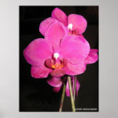 Orchid in Bloom Poster (Vorne)