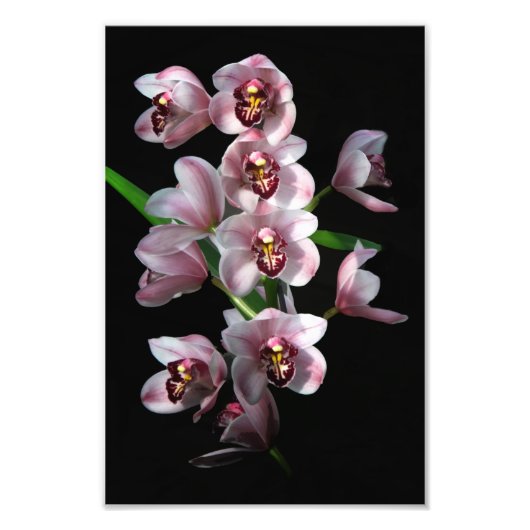 Orchid Insanity in schwarz Fotodruck (Vorne)