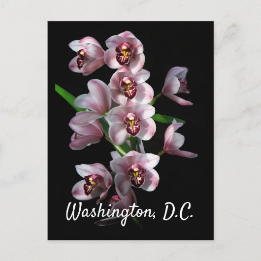 Orchid Insanity on Black, Washington, D.C. Postkarte (Vorderseite)