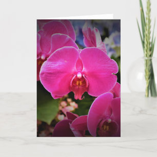 Orchid, Karte