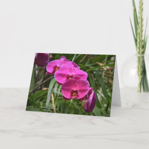 Orchid, Karte