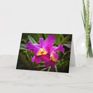 Orchid, Karte