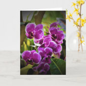 Orchid, Karte (Gelbe Blume)