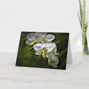 Orchid, Karte