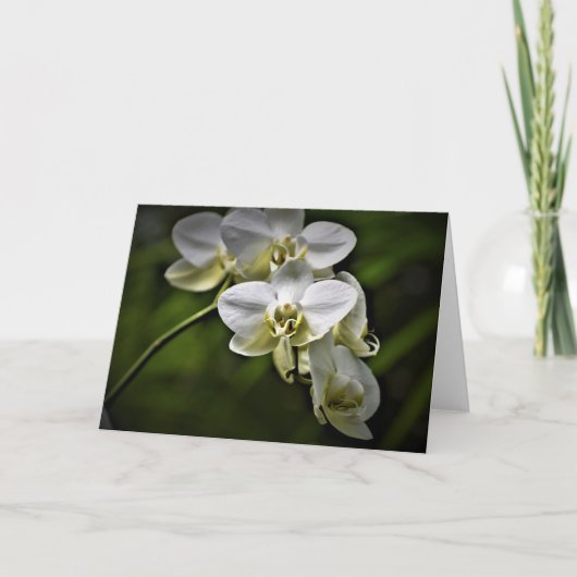 Orchid, Karte (Vorderseite)