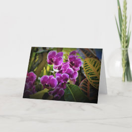 Orchid, Karte