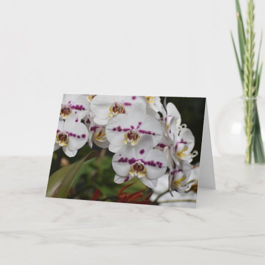 Orchid, Karte (Vorderseite)