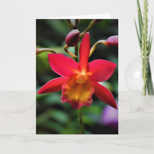Orchid, Karte (Vorderseite)