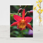 Orchid, Karte (Gelbe Blume)