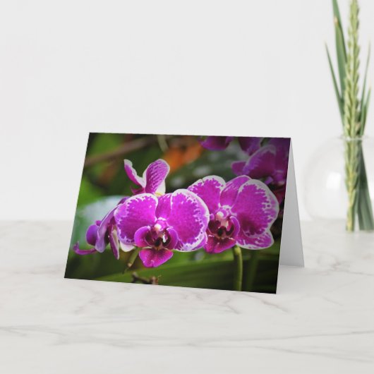 Orchid, Karte (Vorderseite)