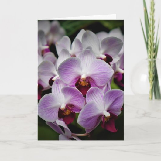 Orchid, Karte (Vorderseite)