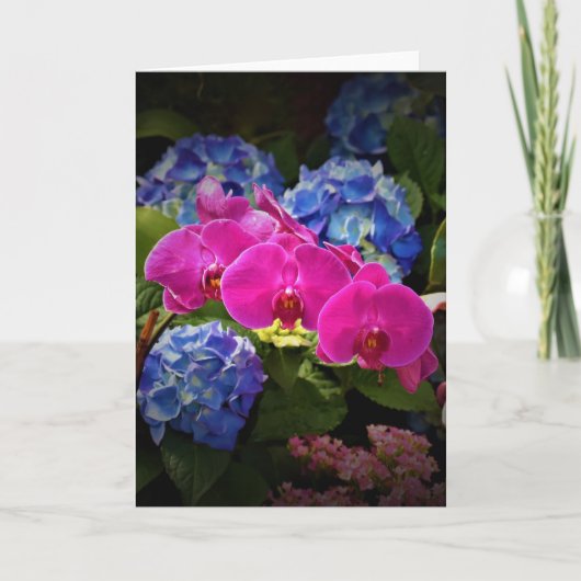 Orchid, Karte (Vorderseite)