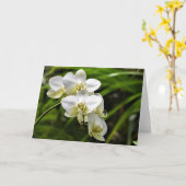 Orchid, Karte (Gelbe Blume)