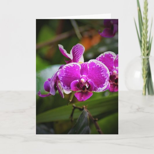 Orchid, Karte (Vorderseite)
