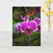 Orchid, Karte (Gelbe Blume)
