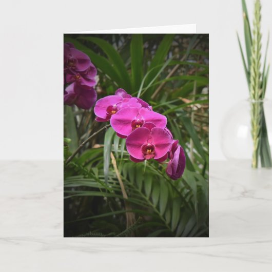 Orchid, Karte (Vorderseite)