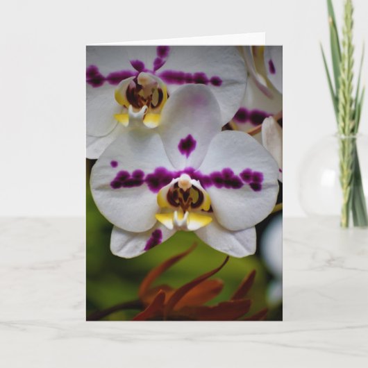Orchid, Karte (Vorderseite)