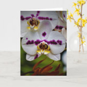 Orchid, Karte (Gelbe Blume)