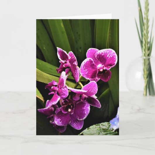 Orchid, Karte (Vorderseite)