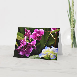 Orchid, Karte