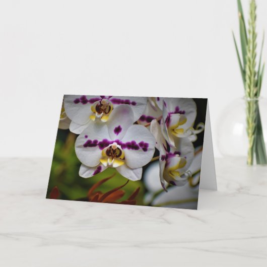Orchid, Karte (Vorderseite)