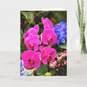 Orchid, Karte