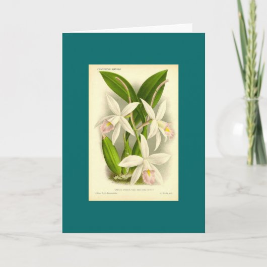 Orchid - Laelia Anceps Karte (Vorderseite)