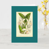 Orchid - Laelia Anceps Karte (Gelbe Blume)