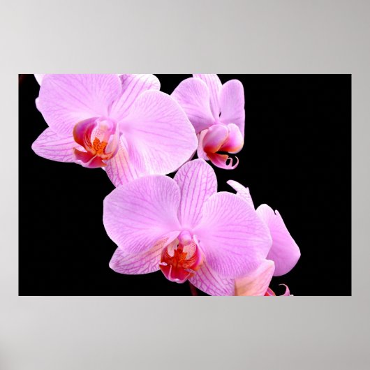 Orchid-Liebe Poster (Vorne)