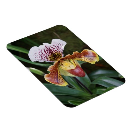 Orchid Magnet (Rechte Seite)