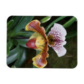 Orchid Magnet (Horizontal)