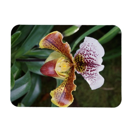 Orchid Magnet (Horizontal)