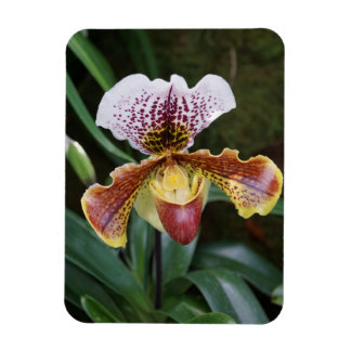 Orchid Magnet